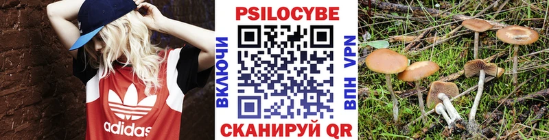 Купить где  Новокубанск  Псилоцибиновые грибы GOLDEN TEACHER 